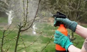 Обработка черешни