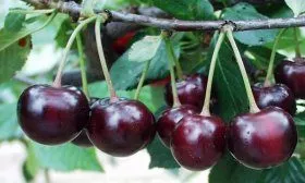 Васильевская