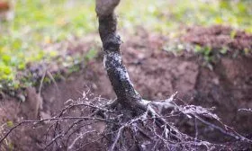 Саженец вишни