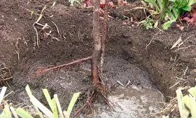 Сажать вишню