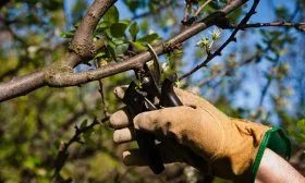 Обрезка вишни