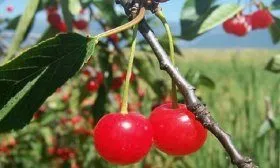 Аморель розовая