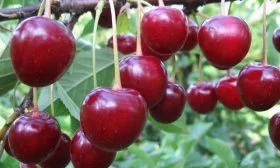 Тургеневка