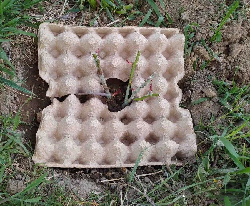 Лоток от яиц в качестве защиты от травы
