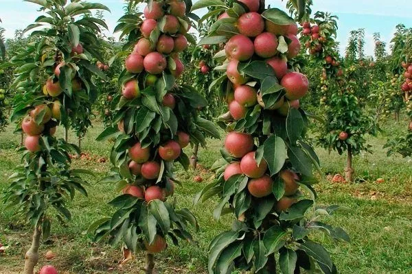 Колоновидная яблоня: описание, фото, выращивание, сорта