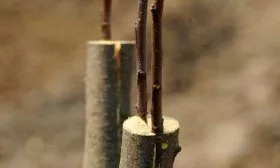 Прививка черешни