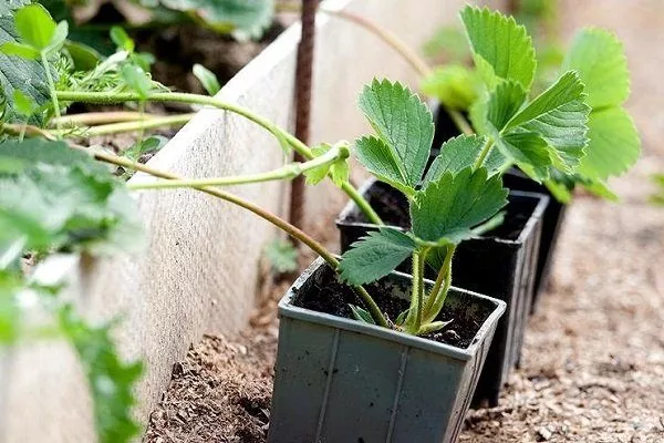 Бизнес план выращивание клубники: выращиваем клубнику круглый год