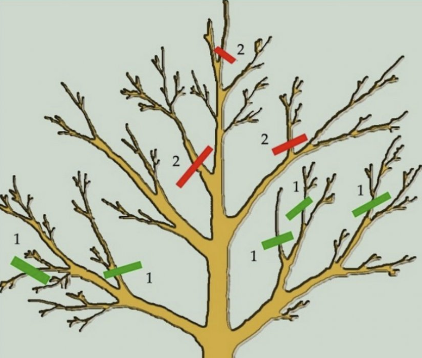 Старая яблоня: как продлить жизнь дерева и восстановить плодоношение?
