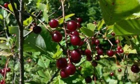 Памяти Левандовского