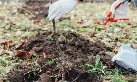 Посадка дерева