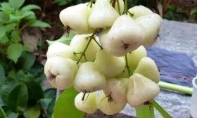 Яблоки Белая роза