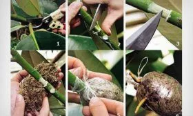 Размножение воздушными отводками