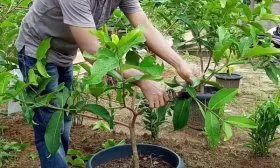 Обрезка Джамбу аир