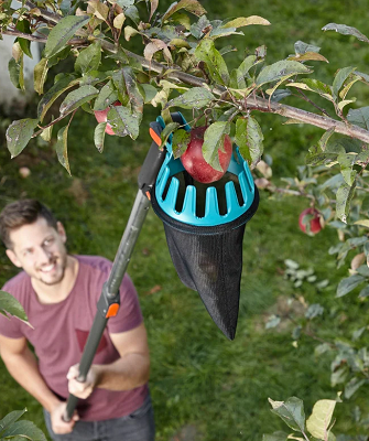 Собирает яблоки