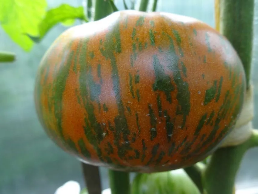 Необычные томаты – сорт Полосатый шоколад