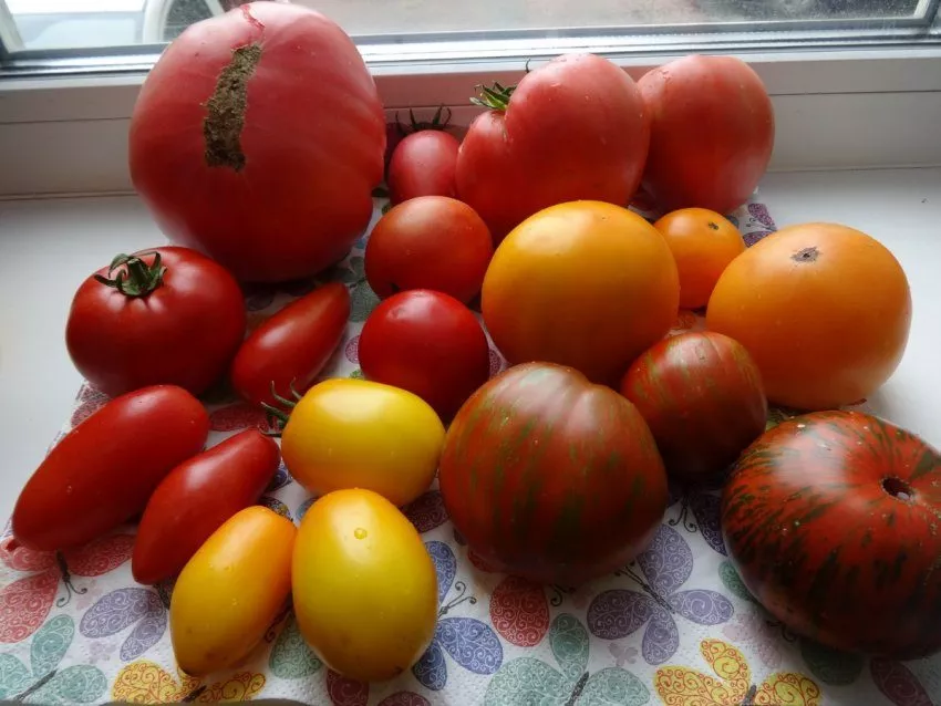 Про томаты, семена которых мне прислали из Казахстана
