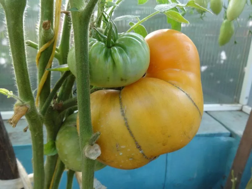 Про томаты, семена которых мне прислали из Казахстана