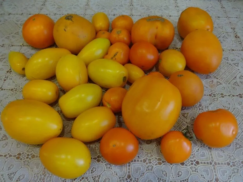 Маринованные томаты со сливами и с виноградом - рецепты из социальных сетей