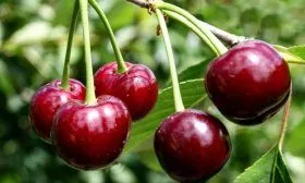 Сорт вишни Жуковская