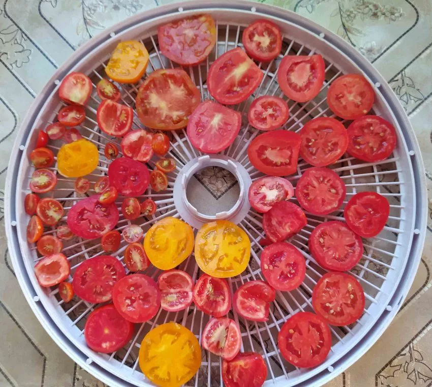 Раскладка томатов на сетке
