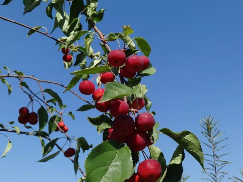 Яблочный сезон в Красноярске