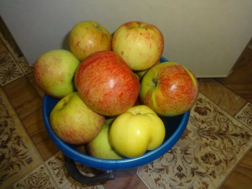 Яблочный сезон в Красноярске