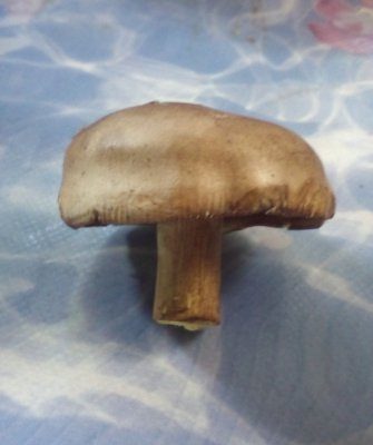 Что это за гриб?