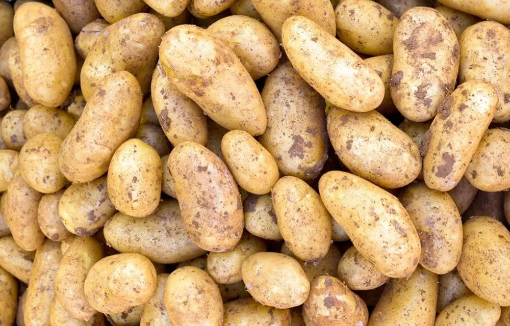 экспорт картофеля