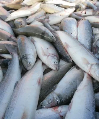производство рыбы