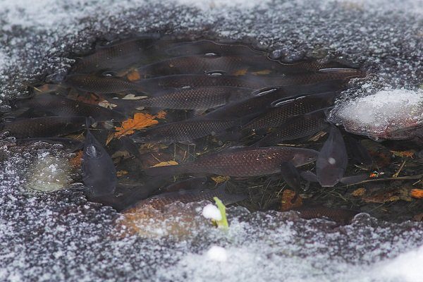 Рыбы в пруду зимой