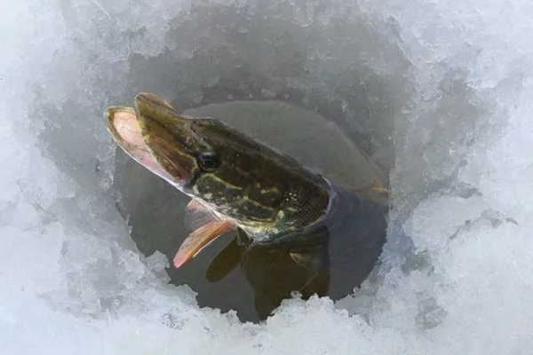 Как зимуют рыбы