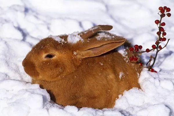 Кролики зимой