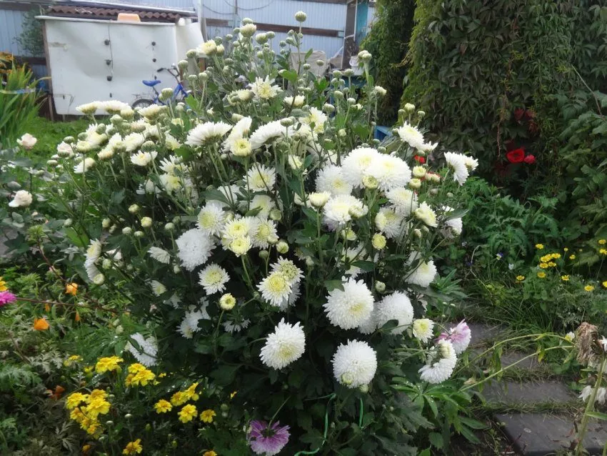 Хризантемы в моём саду