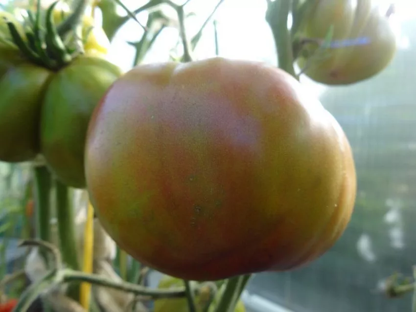 Редкий сорт томата родом из Калифорнии - Медная река (Copper river)