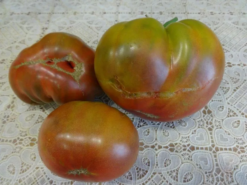 Редкий сорт томата родом из Калифорнии - Медная река (Copper river)