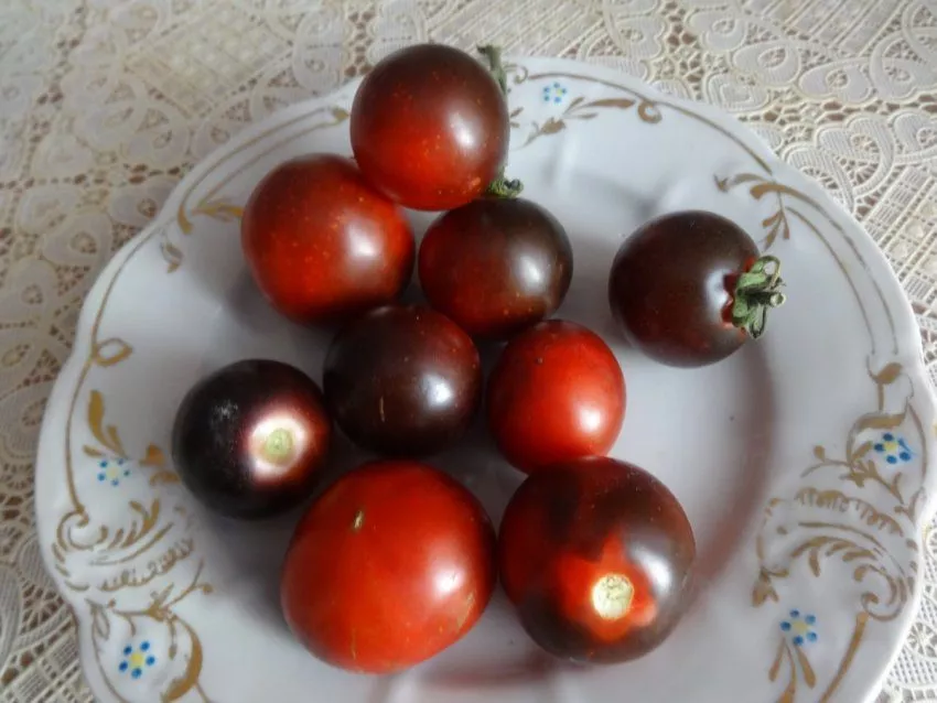 Экзотический сорт томата Голубая старица