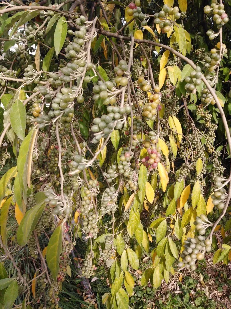 Чудо-дерево Шефердия с необычными плодами