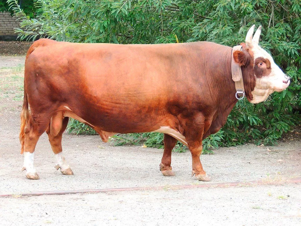 быки Калмыцкой породы