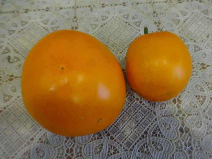 Жёлтые и оранжевые томаты: полезны ли они, чем отличаются от красных