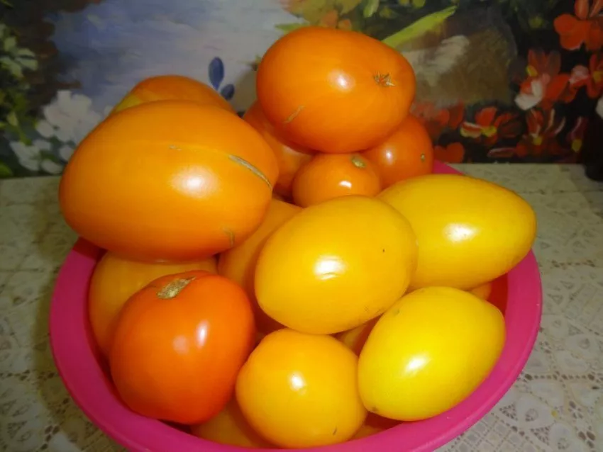 Жёлтые и оранжевые томаты: полезны ли они, чем отличаются от красных