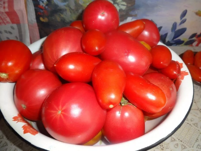 Тарелка с помидорами