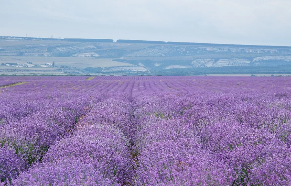 выращивание лаванды