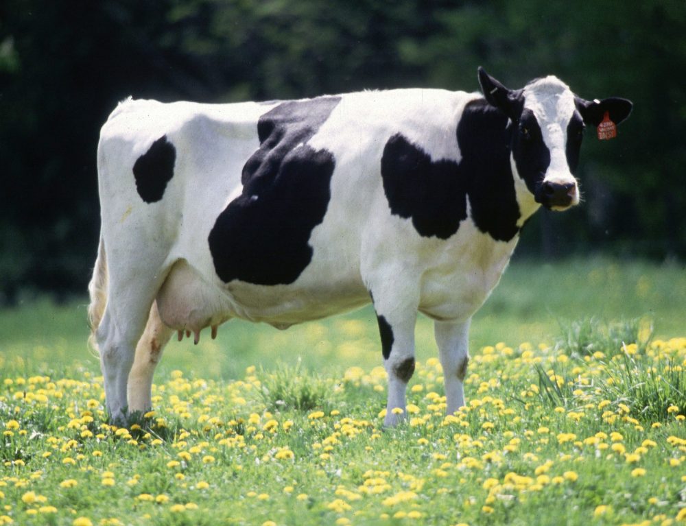 Голштино-фризские коровы