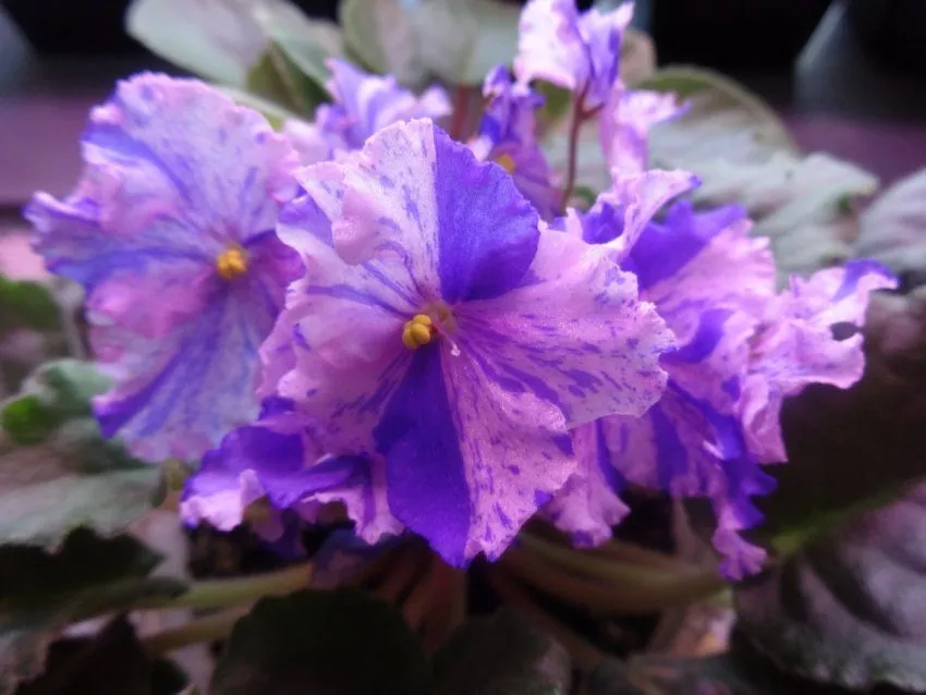 Цветок фиалки сине-фиолетовый