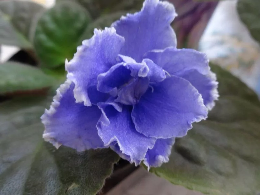 Синий цветок фиалки