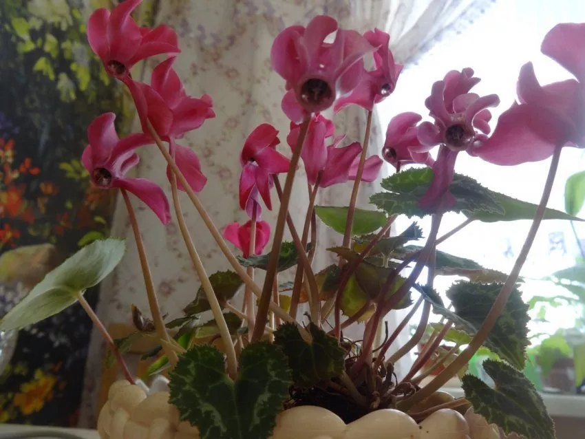 Цикламен (Cyclamen) – цветок спящий летом