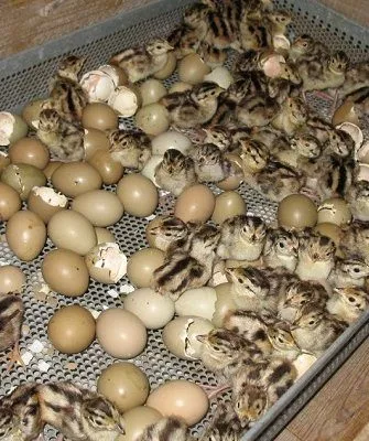 Инкубация фазаньих яиц