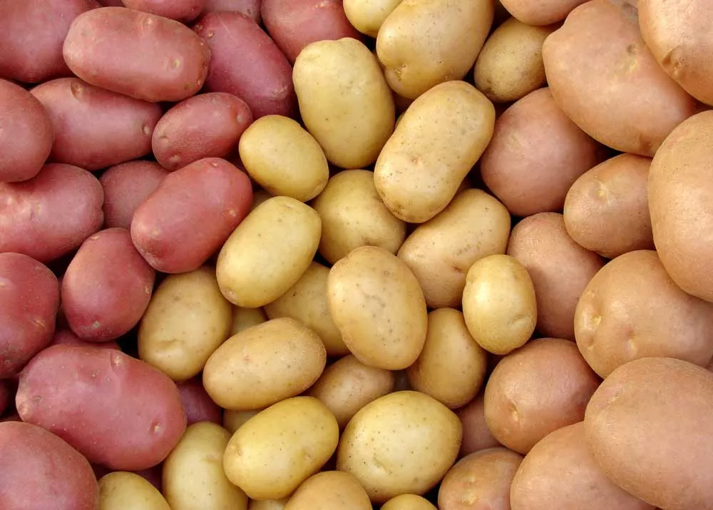 картофель эконом-класса