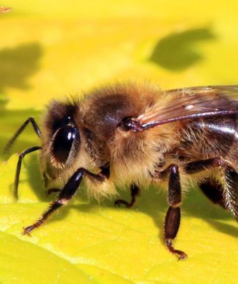 содержание пчёл