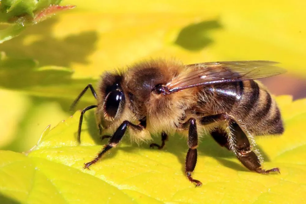 содержание пчёл